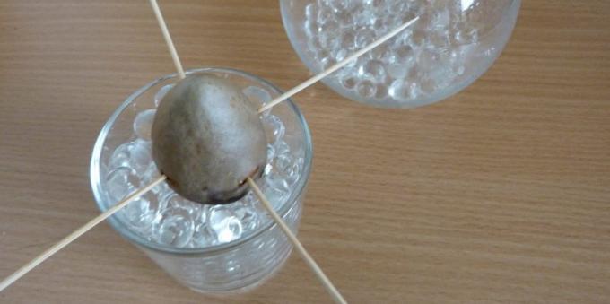 Hoe een avocado groeien van een steen: De steen in een glas met hydrogel