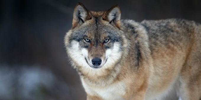 Misvattingen en interessante feiten over dieren: de leider leidt het wolvenpakket