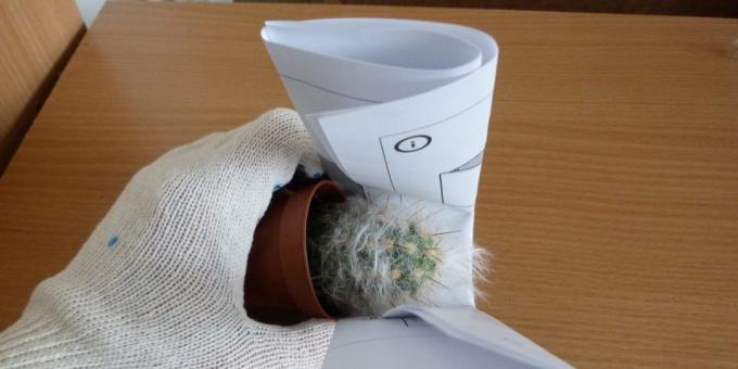 Hoe om de bloem te transplanteren, indien transplantatie een cactus, neem het met behulp van een opgerold papier