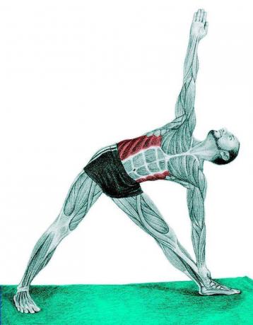 Anatomie van stretching: Triangle Pose