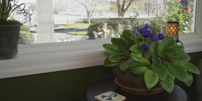 Hoe om te zorgen voor viooltjes: waar de violette zetten