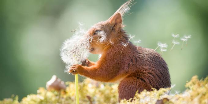 De meest belachelijke foto's van dieren - eekhoorn met paardebloem