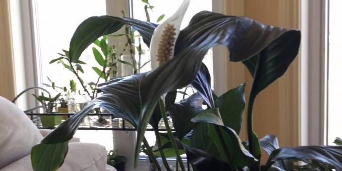 Zorg Spathiphyllum thuis: Waar Spathiphyllum zetten