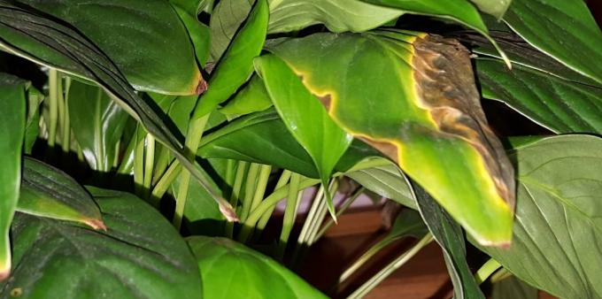 Care Spathiphyllum thuis: Hoe te behandelen Spathiphyllum als er vlekken op de bladeren