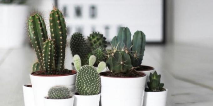 Vetplanten: cactussen zijn perfect geschikt voor de slaapkamer