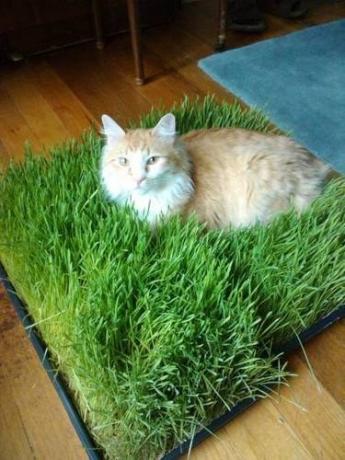 Pad gras voor katten