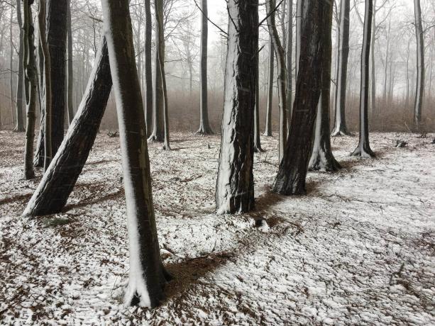 De beste foto op de iPhone in de categorie "Bomen"