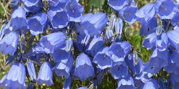 Vaste planten, bloeiende hele zomer: Bellflower