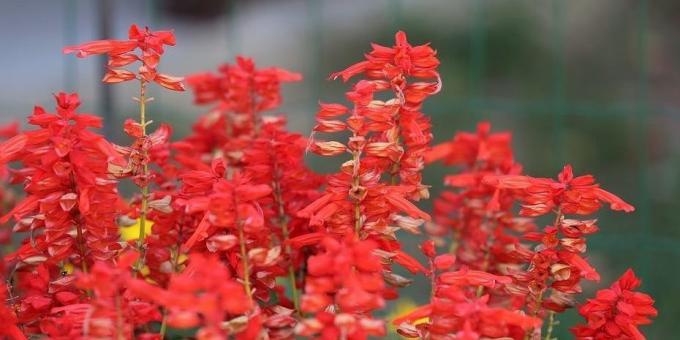 Pretentieloos bloemen voor bloembedden: Salvia sprankelende