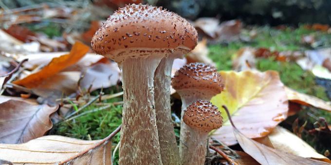 Verrassende feiten: het grootste levende organisme op aarde is een paddenstoel