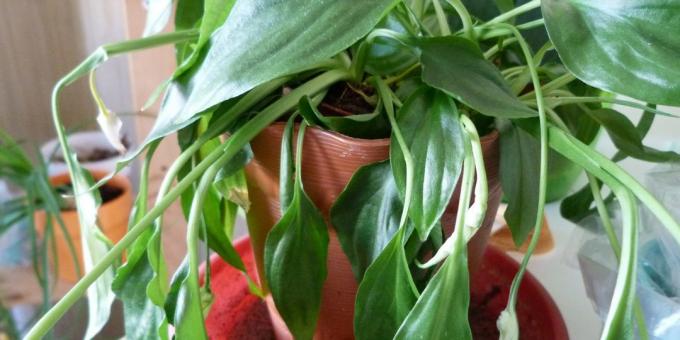 Care Spathiphyllum thuis: Hoe te behandelen Spathiphyllum, als de bladeren slap en viel