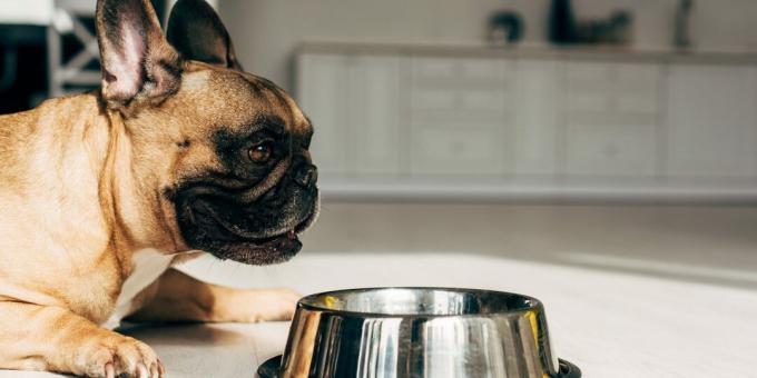 hoe je een franse bulldog voedt