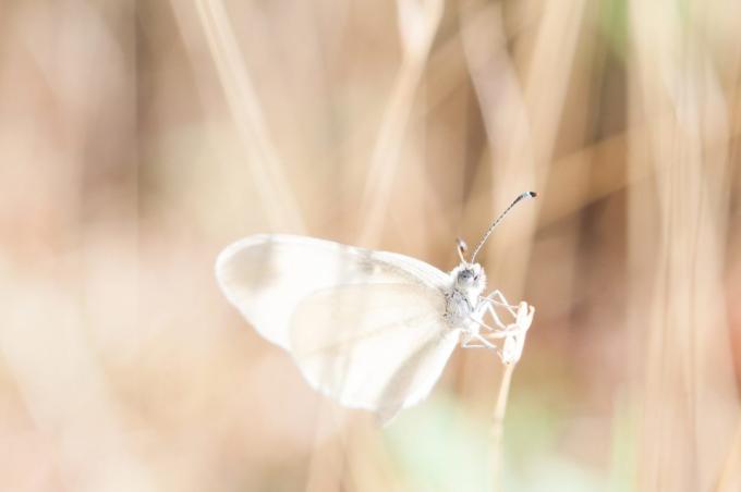 hoe mooi om een ​​vlinder te fotograferen