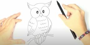 Hoe een uil te tekenen: 21 eenvoudige manieren