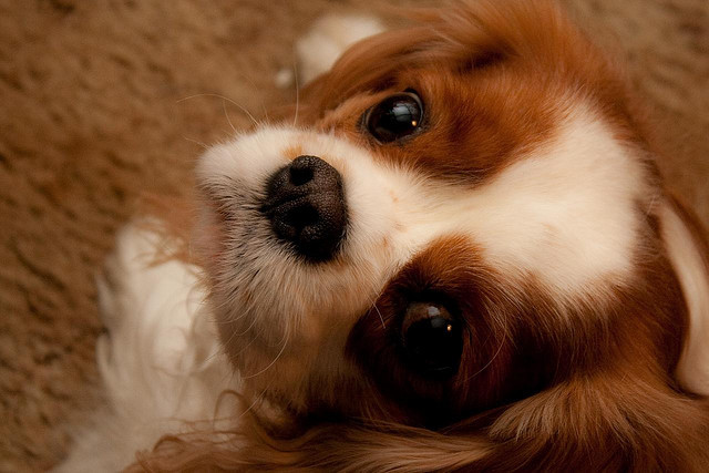 Cavalier King Charles Spaniel