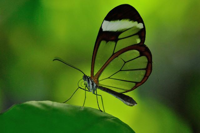 Hoe mooi is om een ​​vlinder te fotograferen