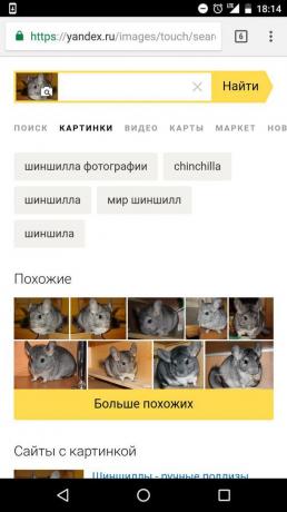 "Yandex": vaststelling van het dier op de foto