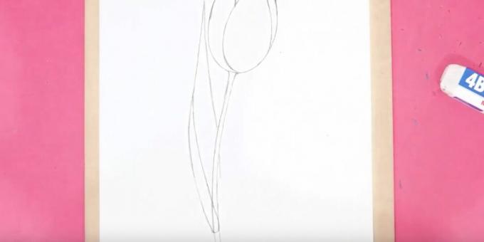 Hoe een tulp te tekenen: teken de stengel en het linkerblad