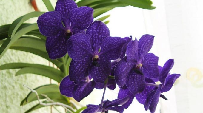 Hoe de zorg voor orchideeën Vanda