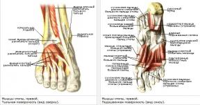 Waarom is het belangrijk om de spieren van de voet te versterken