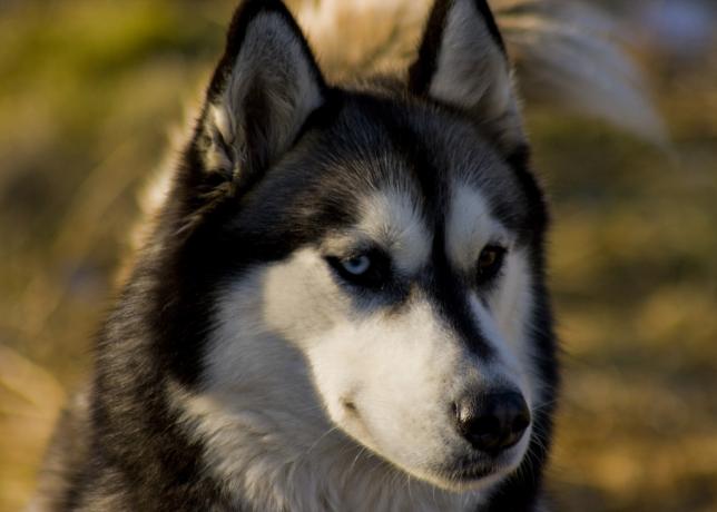 Siberische Husky