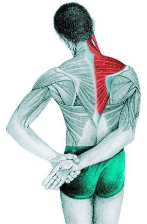 Anatomie van stretching: trapezius, supraspinatus, deltaspier