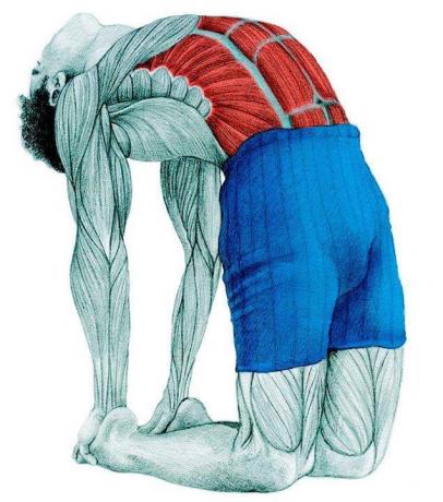Anatomie van stretching: de kameel pose