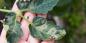 Hoe om te gaan met Phytophthora op tomaten, aardappelen en andere planten?