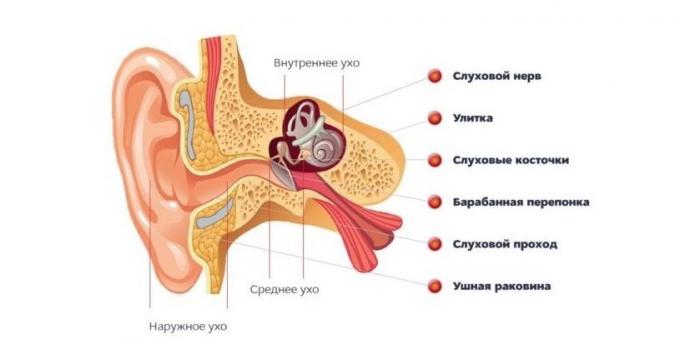 Wat als legde het oor structuur van het oor