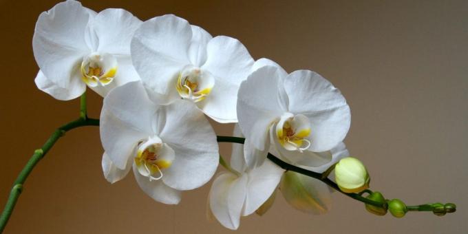 Hoe de zorg voor orchideeën
