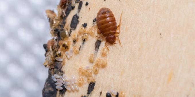 Hoe bedwantsen te verwijderen: Zoek naar eieren, huiden en uitwerpselen van insecten op afgelegen plaatsen