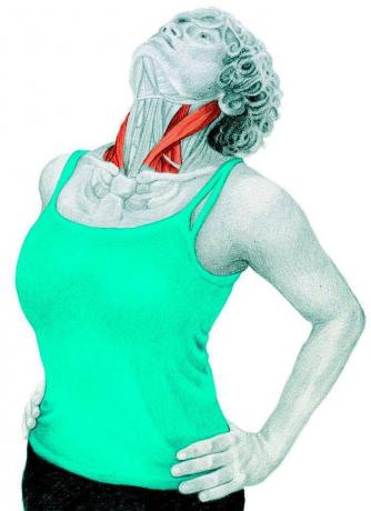 Anatomie van stretching: stretching hals extenders