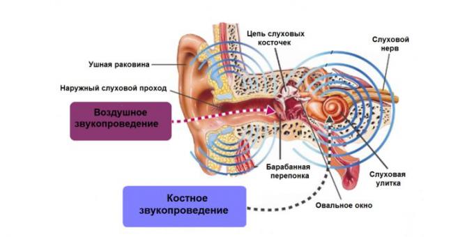oorsuizen, oorstructuur
