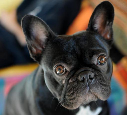 French Bulldog