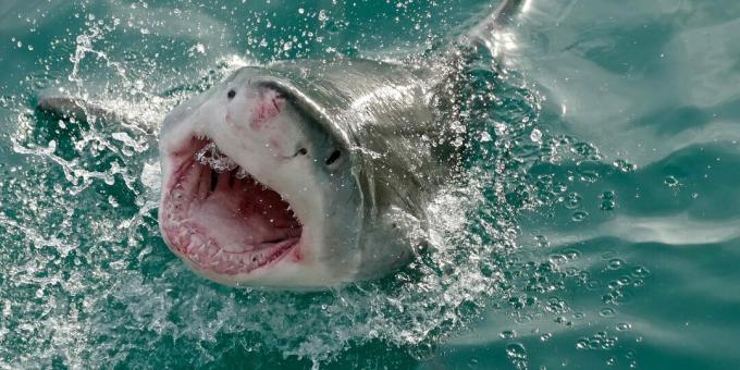 Populaire misvattingen: haaien vallen mensen per ongeluk aan