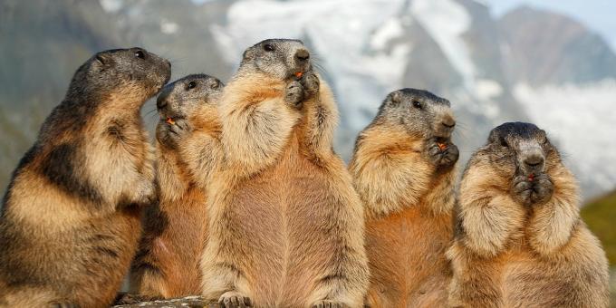 Heiligenblut: marmotten