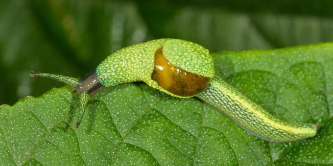 Ongewone dieren: een slak die "speren van liefde" werpt