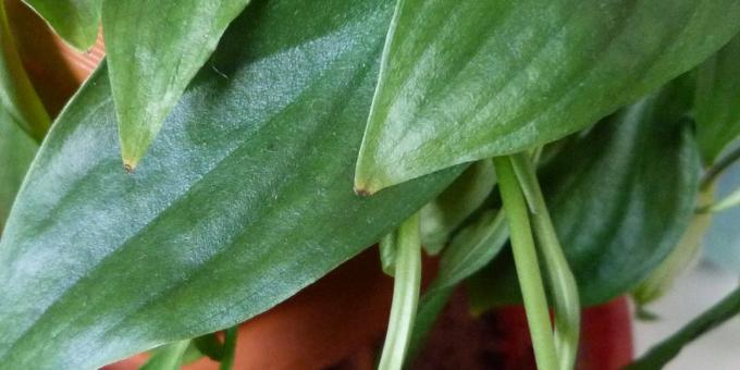 Care Spathiphyllum thuis: Hoe te behandelen Spathiphyllum als droog blad tips