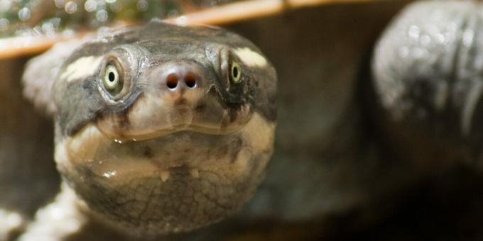 De Mary River-schildpad in Australië kan door de anus ademen