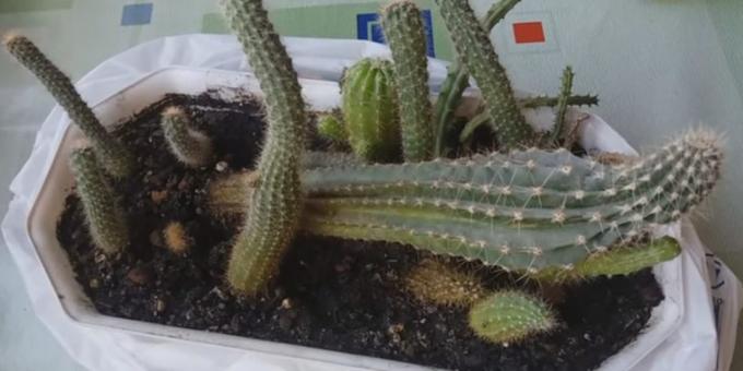 Hoe om te zorgen voor cactussen: vervorming als gevolg van gebrek aan licht
