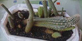 Hoe om te zorgen voor cactussen: een uitgebreide gids