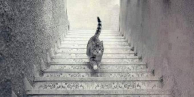 Kat loopt de trap op