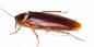 Bijten kakkerlakken en hoe kunnen ze anders gevaarlijk zijn?