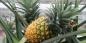 Hoe kan ananas thuis te kweken: stap voor stap handleiding