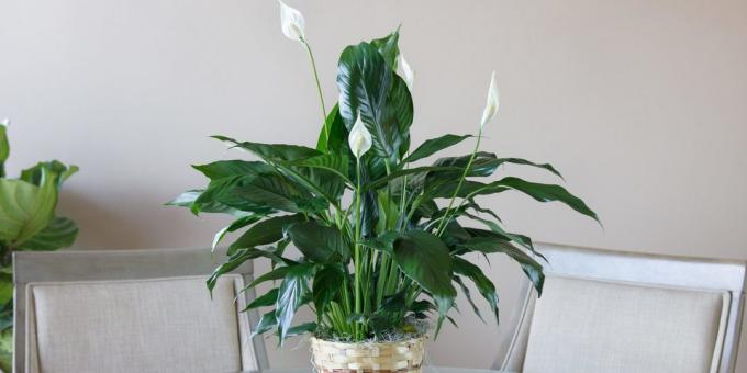 Care Spathiphyllum thuis: hoe je een pot voor de transplantatie kiezen