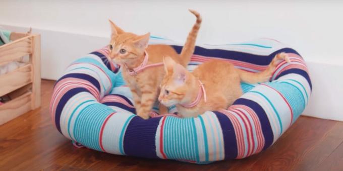 Hoe maak je een doe-het-zelf truienbed voor een kat