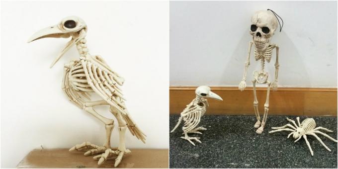 skelet kraai